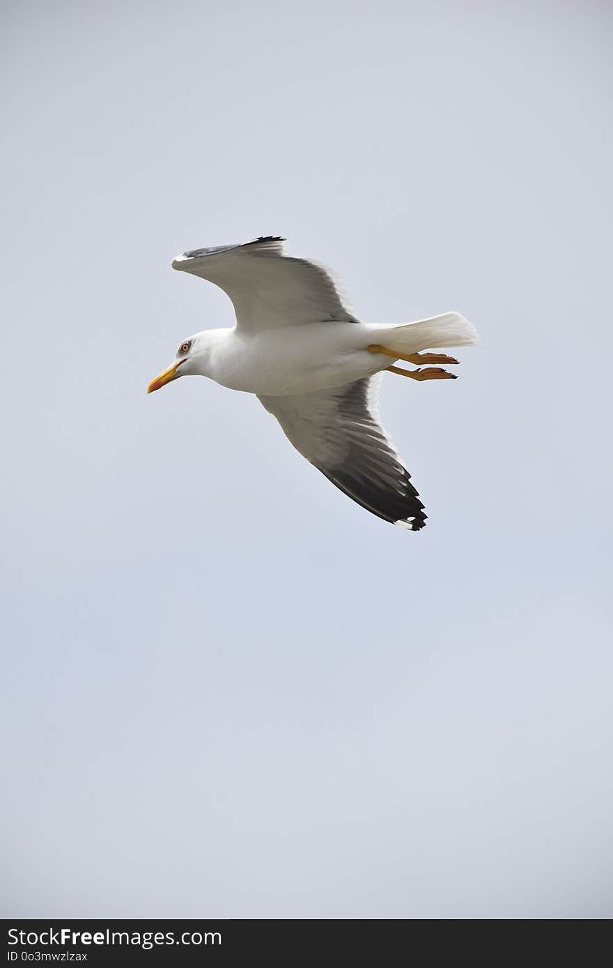 Bird, Seabird, Gull, Beak