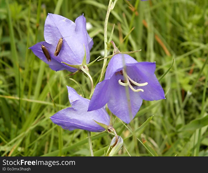 Flower, Plant, Flora, Harebell