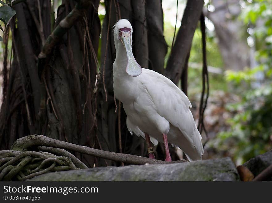 Bird, Beak, Fauna, Stork