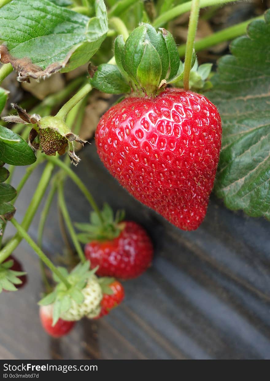 Strawberry, Strawberries, Natural Foods, Fruit