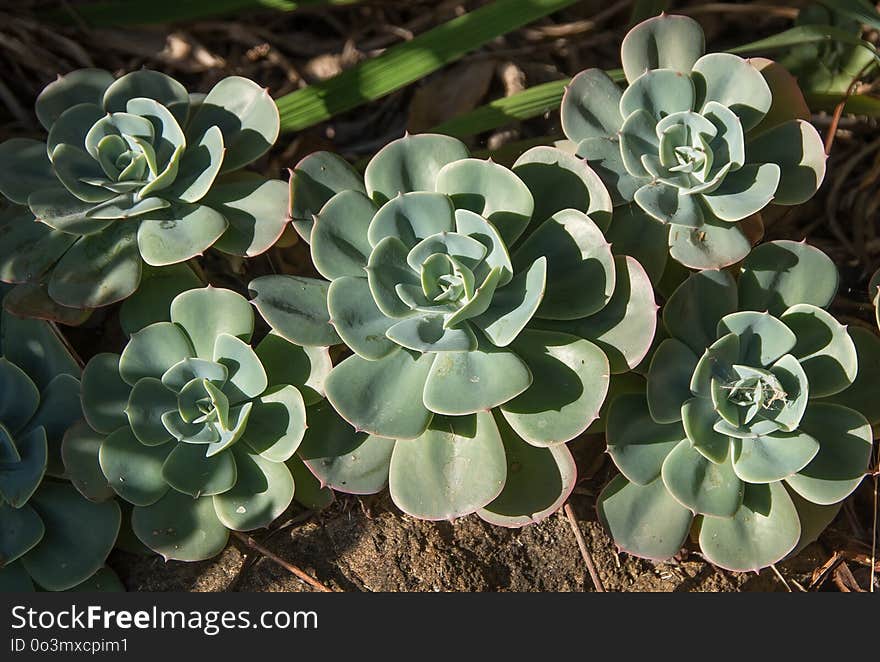 Plant, Flower, Flora, Stonecrop Family