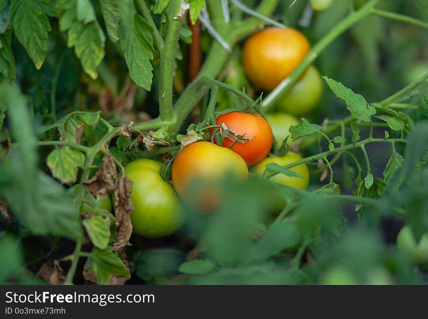 Natural Foods, Local Food, Vegetable, Tomato