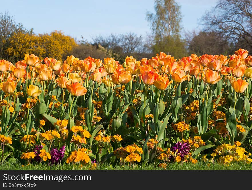 Flower, Plant, Flowering Plant, Spring