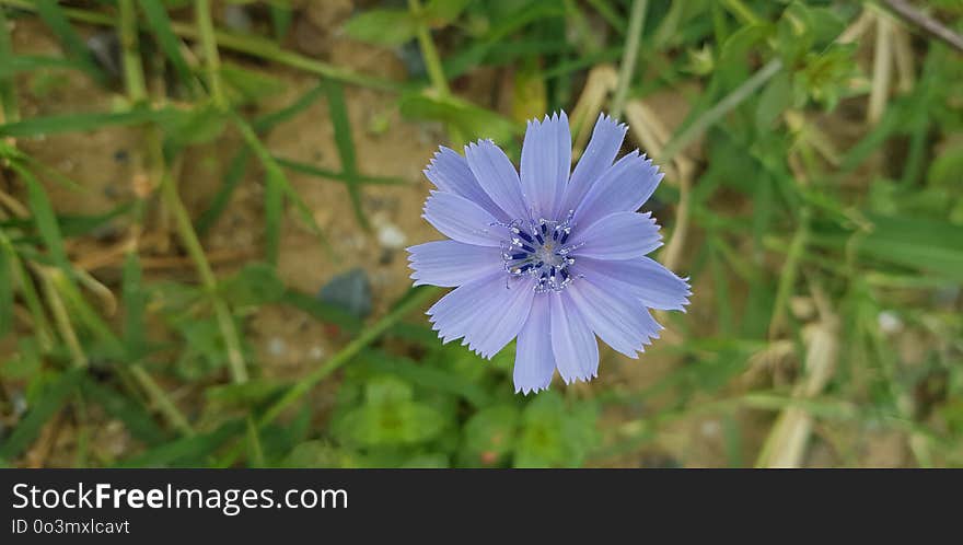 Flora, Plant, Chicory, Flower