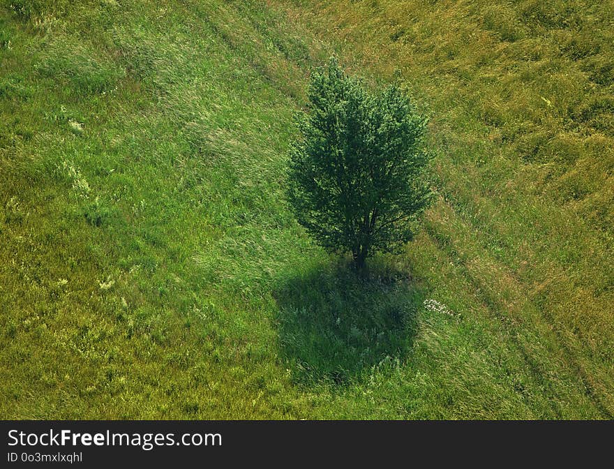 Vegetation, Ecosystem, Nature Reserve, Grassland