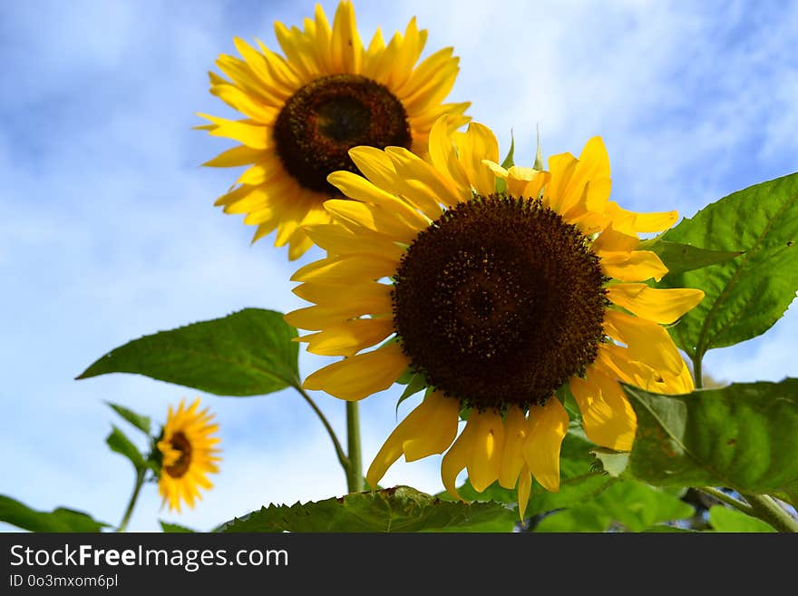 Sunflower, Flower, Sky, Sunflower Seed