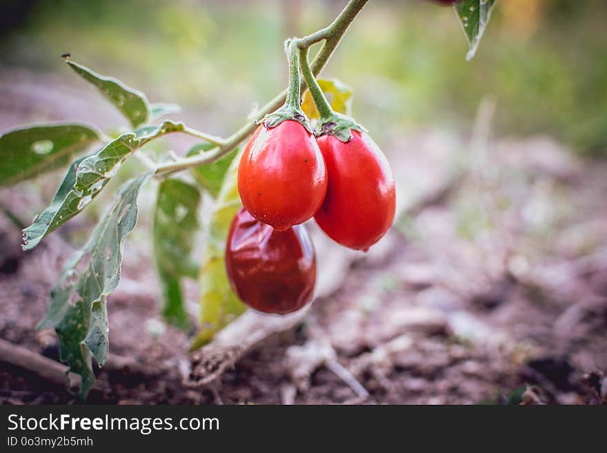 Fruit, Natural Foods, Potato And Tomato Genus, Tomato