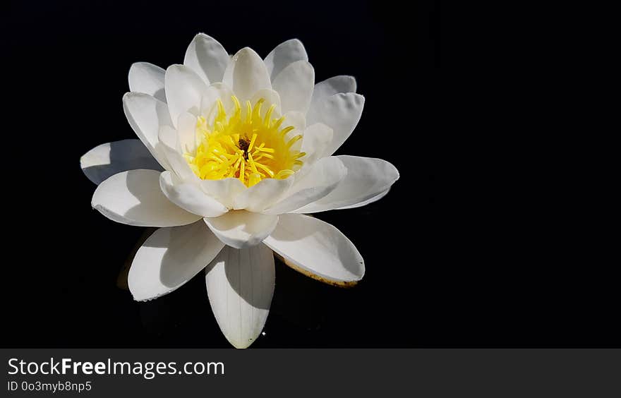 Flower, White, Yellow, Flowering Plant