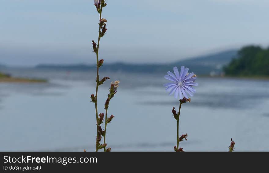 Plant, Sky, Flora, Flower