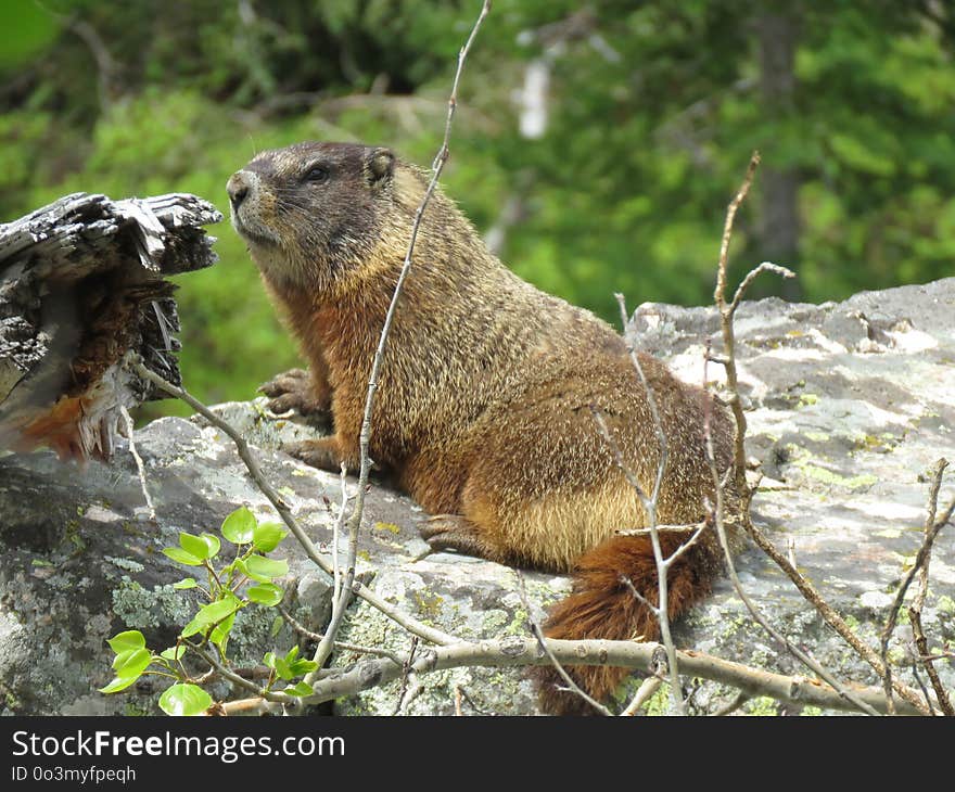 Marmot, Mammal, Fauna, Terrestrial Animal