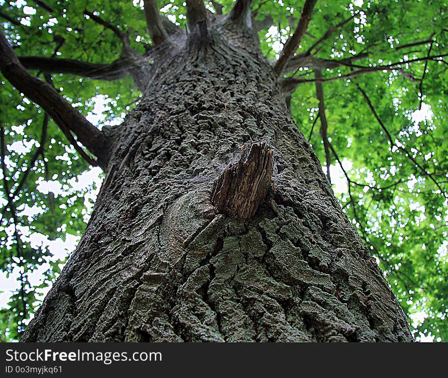 Tree, Woody Plant, Trunk, Branch