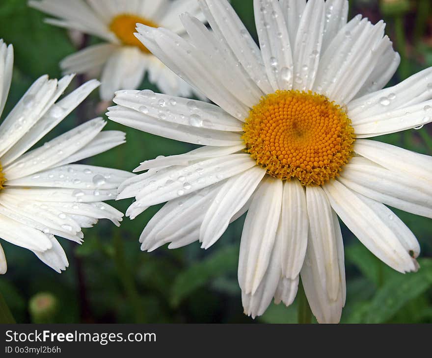 Flower, Oxeye Daisy, Plant, Flora