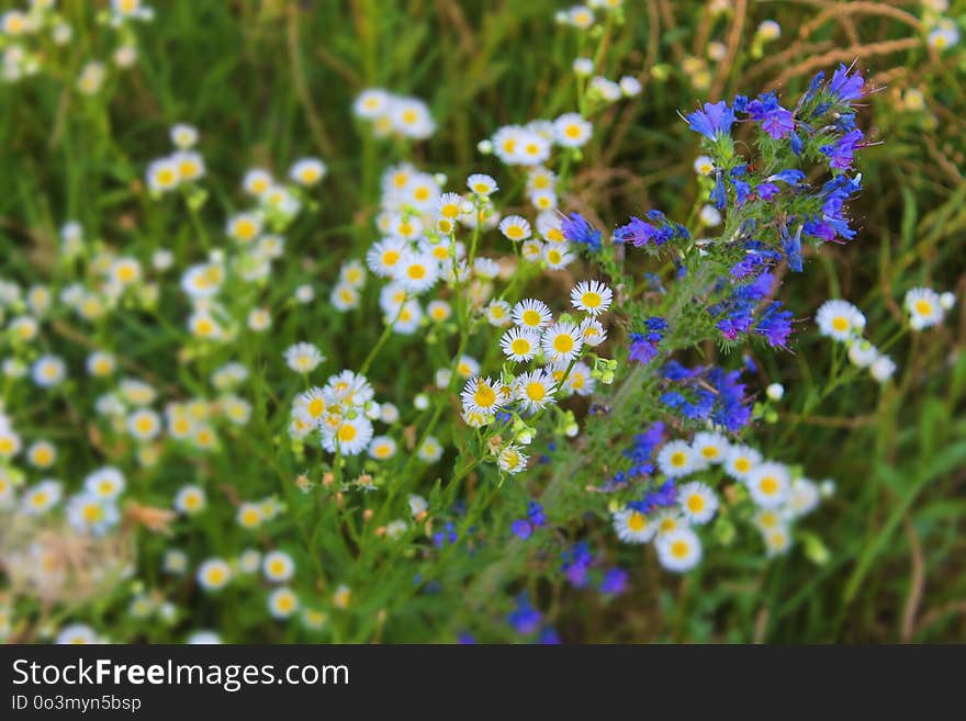 Flower, Flora, Plant, Wildflower