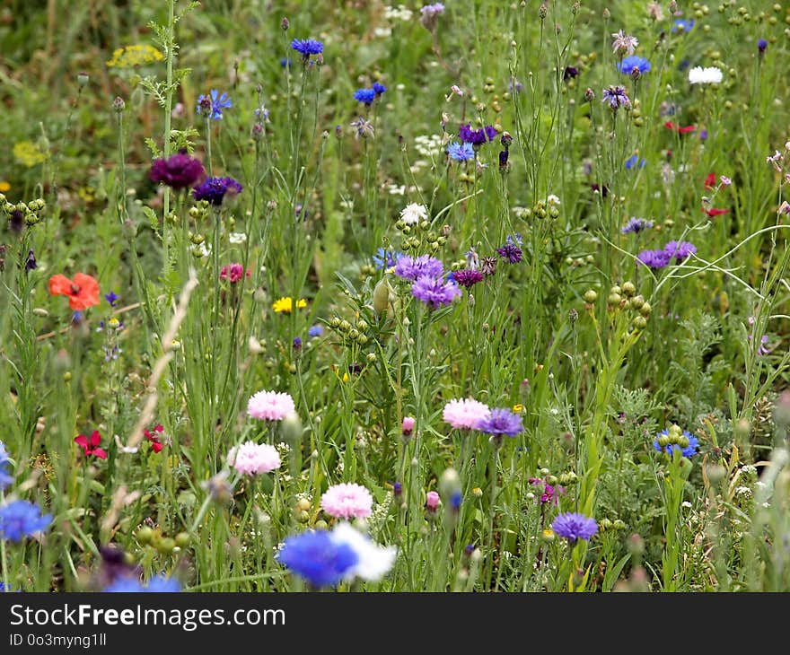 Flower, Meadow, Wildflower, Flora