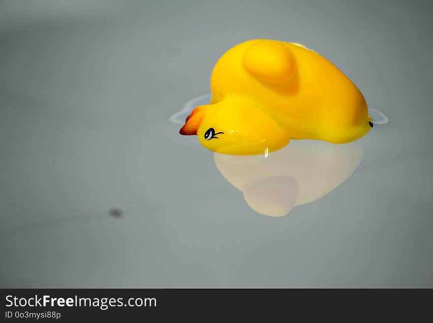 Yellow, Close Up, Macro Photography, Water Bird