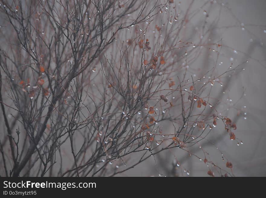 Branch, Tree, Winter, Freezing