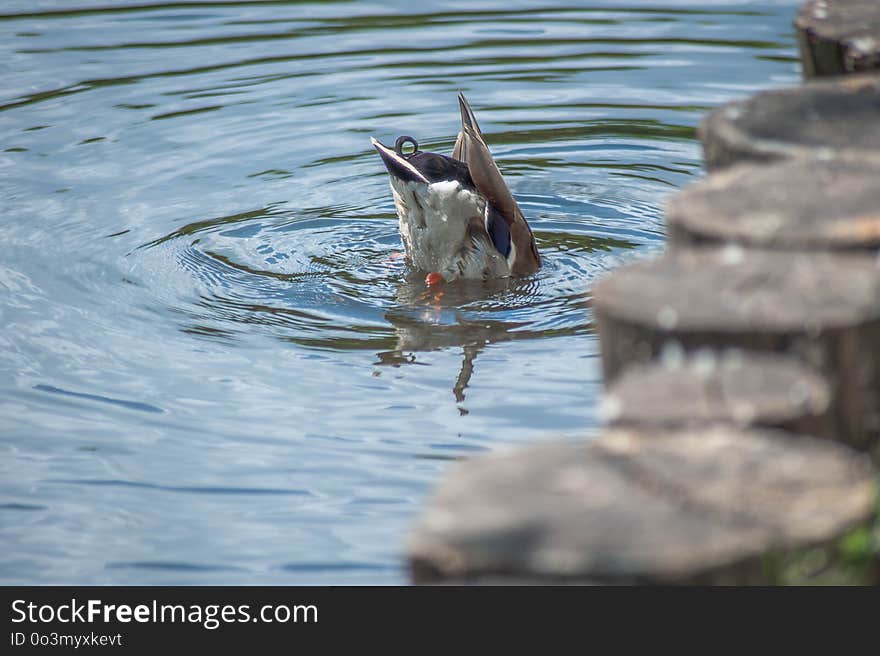 Bird, Water, Fauna, Duck