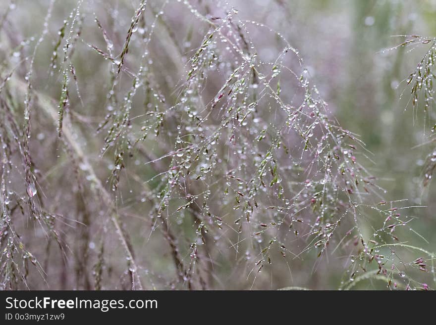 Water, Flora, Moisture, Grass