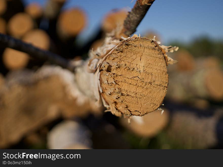 Close Up, Macro Photography, Wood, Tree