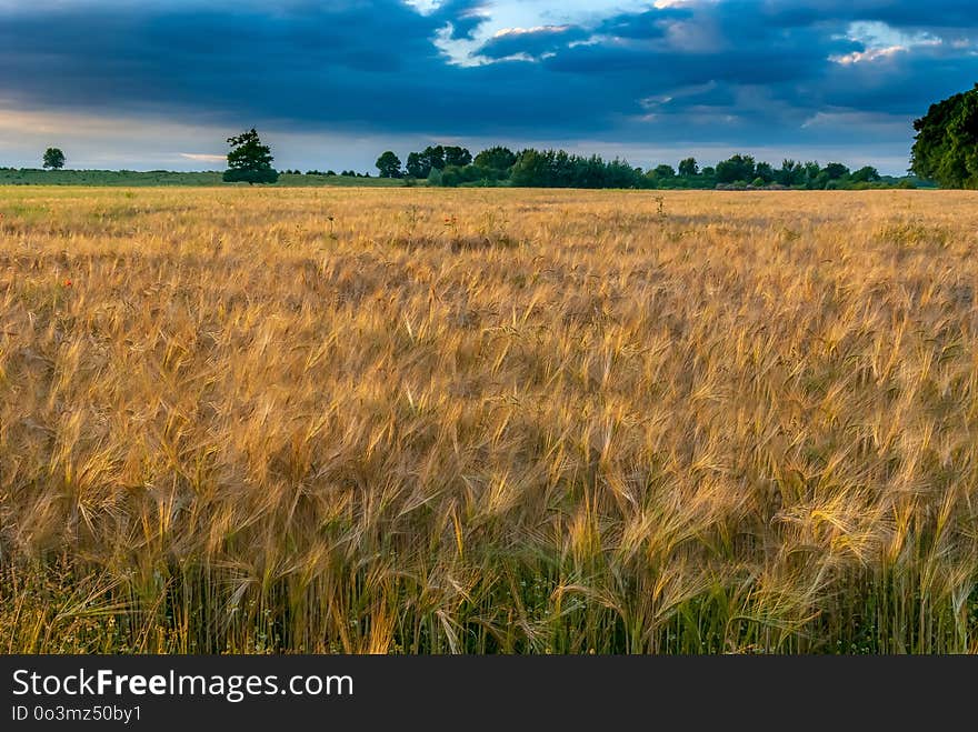 Ecosystem, Field, Crop, Grassland