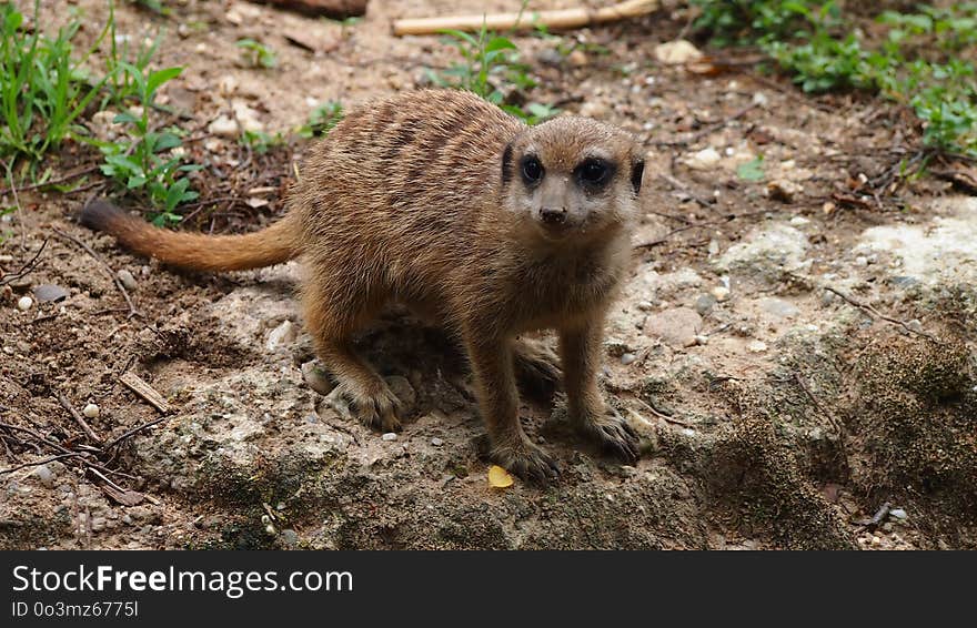 Meerkat, Mammal, Fauna, Viverridae