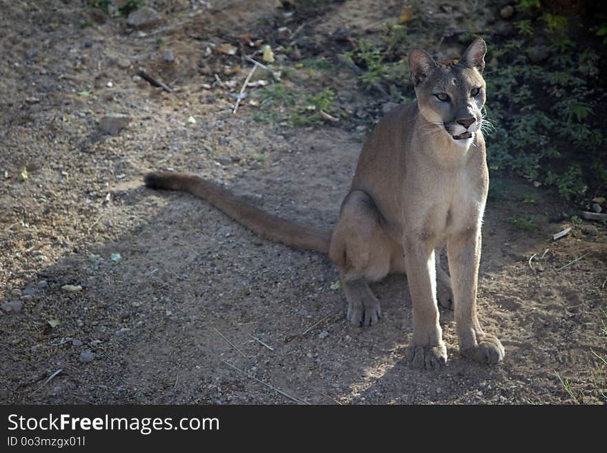 Mammal, Wildlife, Fauna, Kangaroo