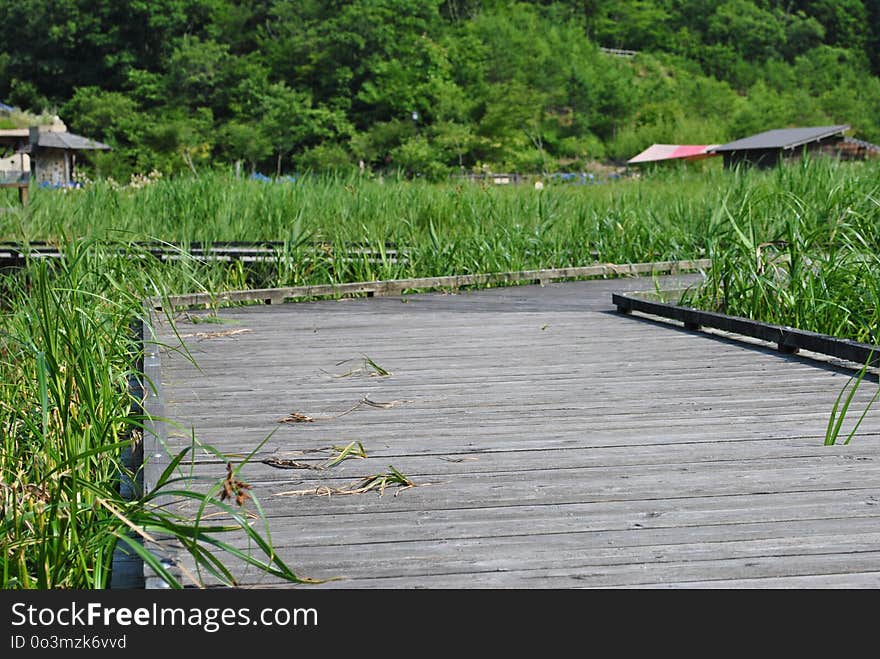 Wetland, Vegetation, Nature Reserve, Plant