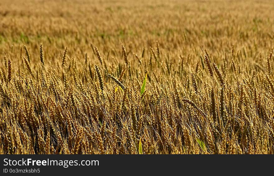 Field, Crop, Wheat, Food Grain