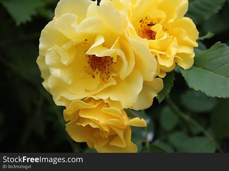 Flower, Rose, Rose Family, Yellow