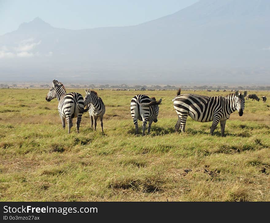 Wildlife, Grassland, Ecosystem, Zebra