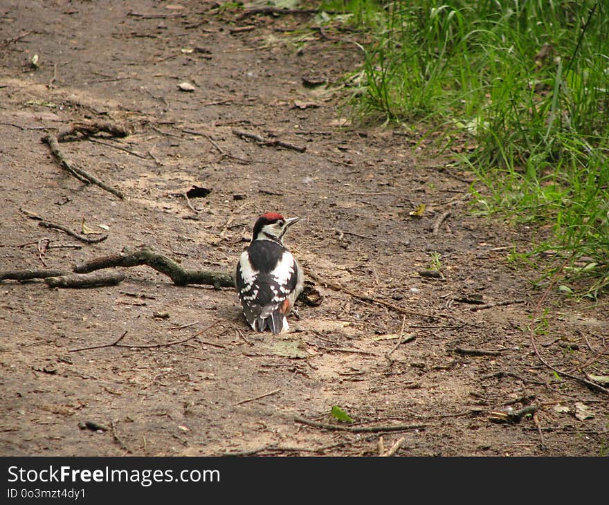 Bird, Fauna, Soil, Path