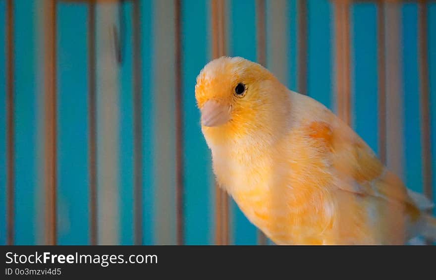 Bird, Beak, Parakeet, Common Pet Parakeet