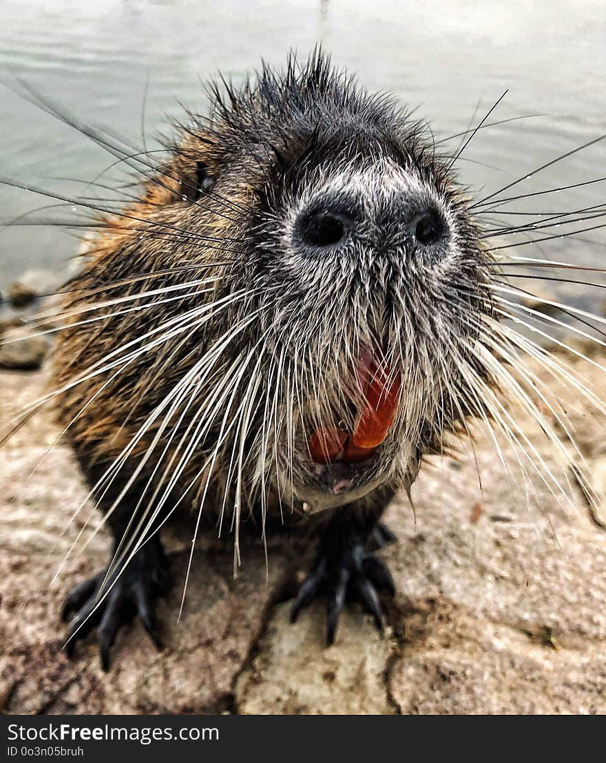 Coypu