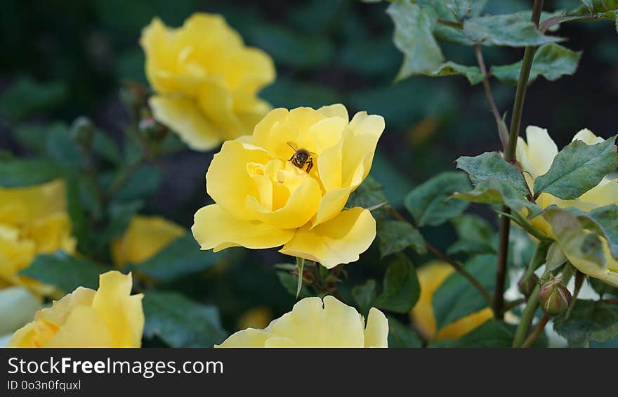 Flower, Rose Family, Yellow, Rose