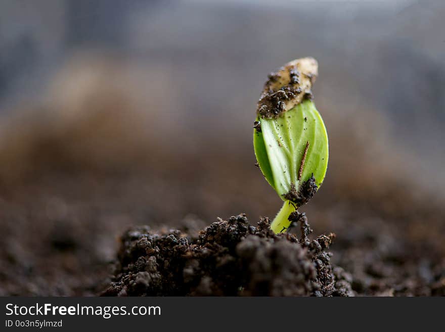 Sprouted Cucumber Seeds - Extreme Close Up, Selective Focus, Copy Space