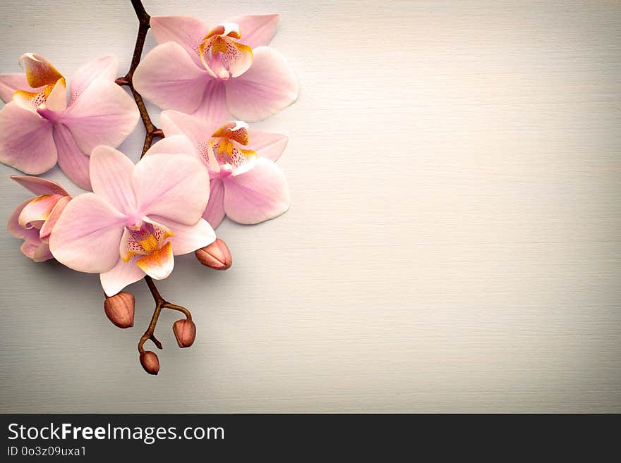 Oatmeal cookies with wooden background. Oatmeal cookies with wooden background