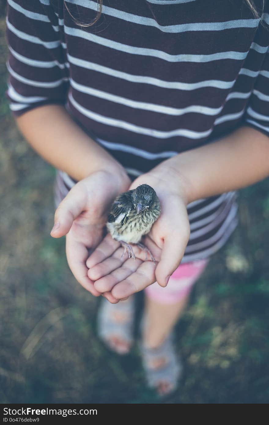 The little bird that fell from the nest in the hands of a child.