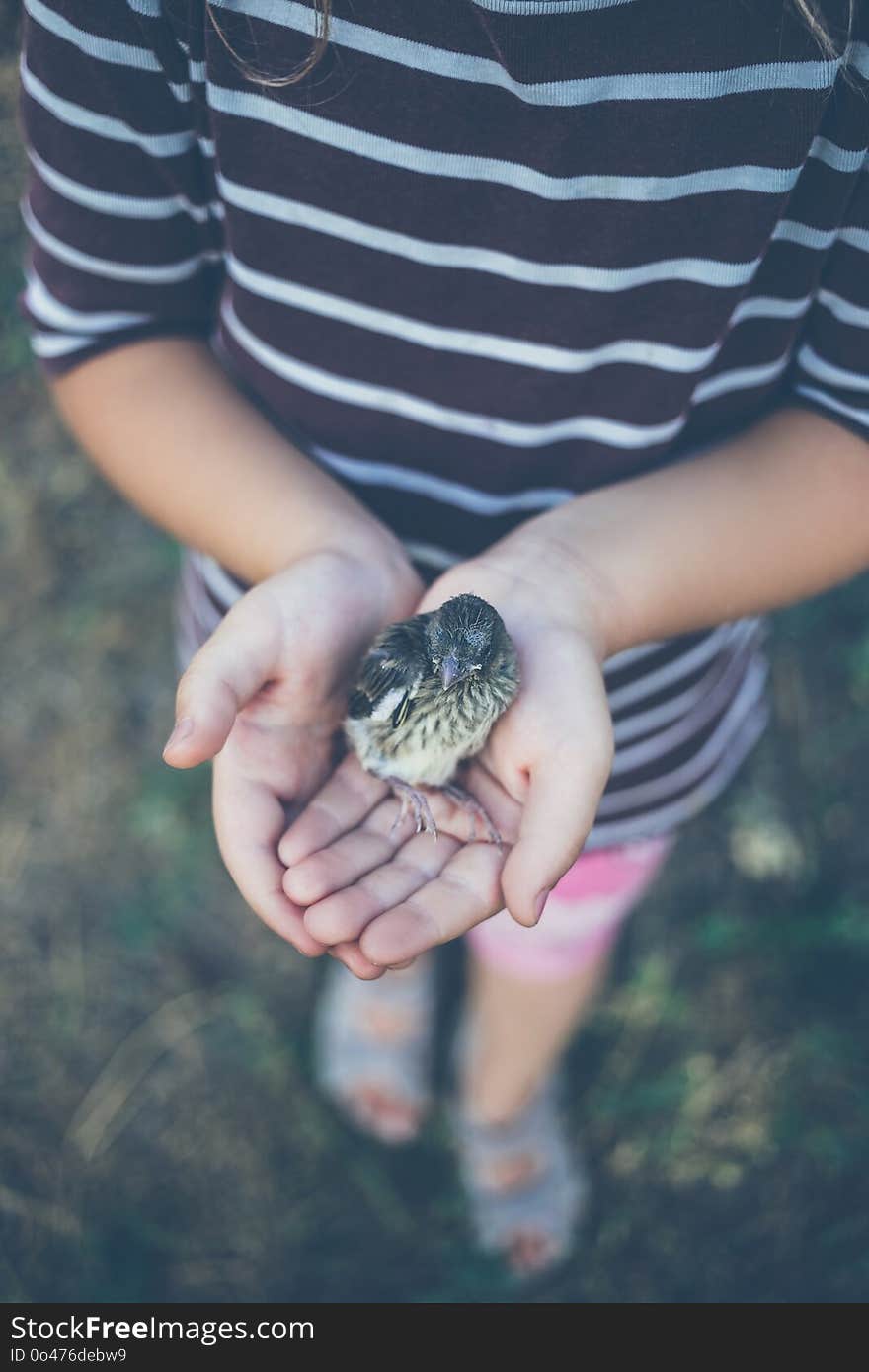 The little bird that fell from the nest in the hands of a child