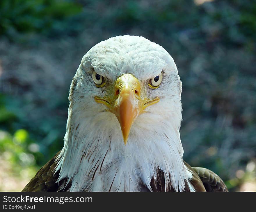 Bird, Beak, Bird Of Prey, Eagle