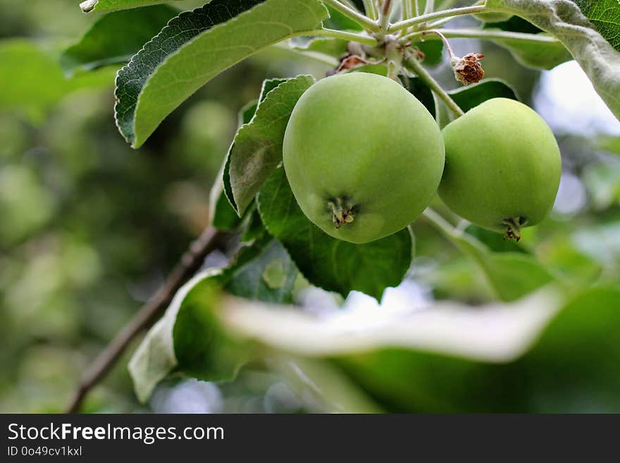 Fruit Tree, Fruit, Apple, Branch