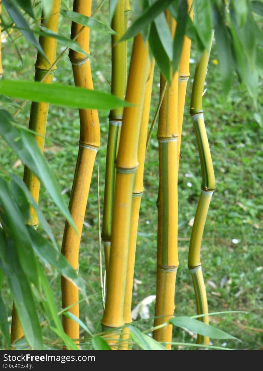 Bamboo, Plant Stem, Grass Family, Grass