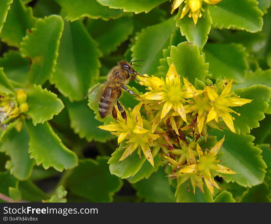 Honey Bee, Bee, Insect, Nectar