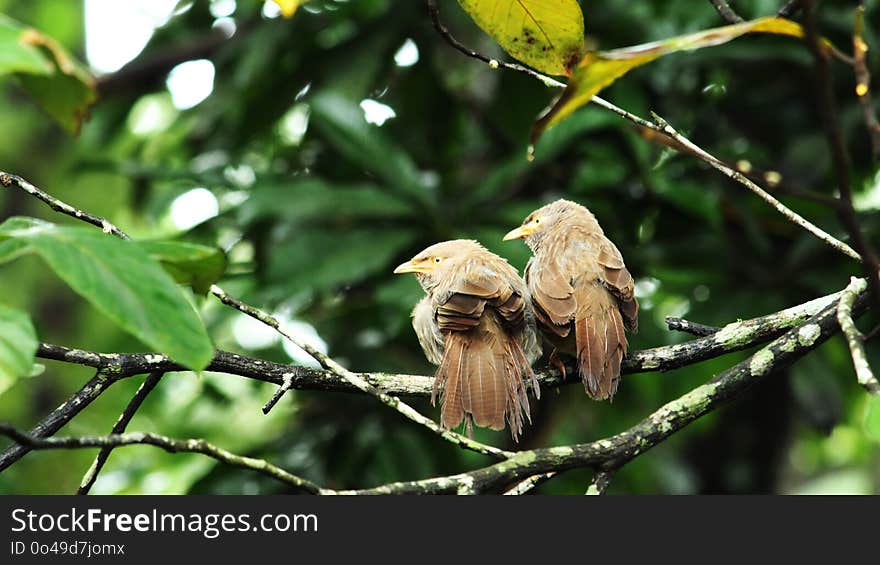 Bird, Fauna, Beak, Branch