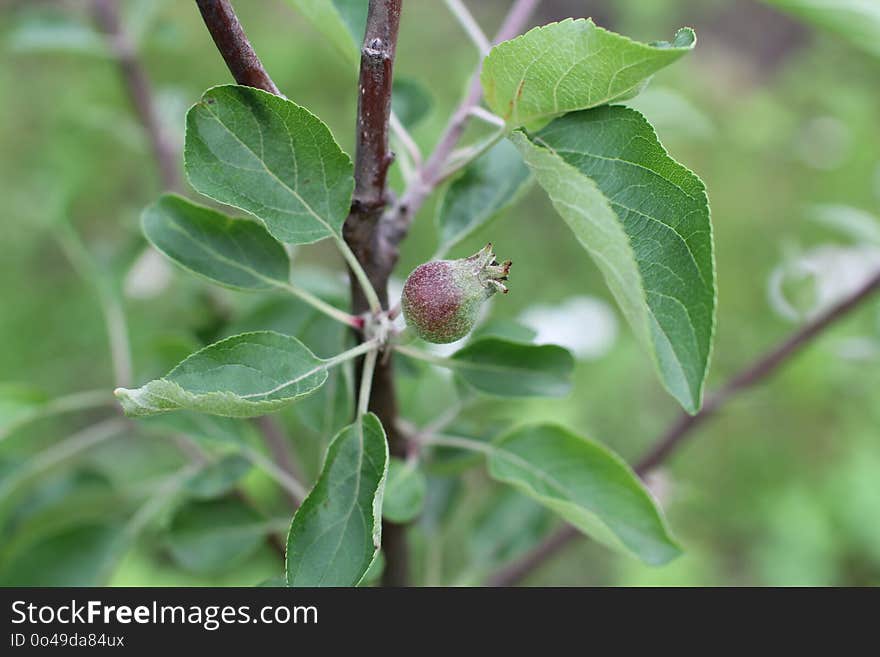 Plant, Leaf, Flora, Fruit Tree