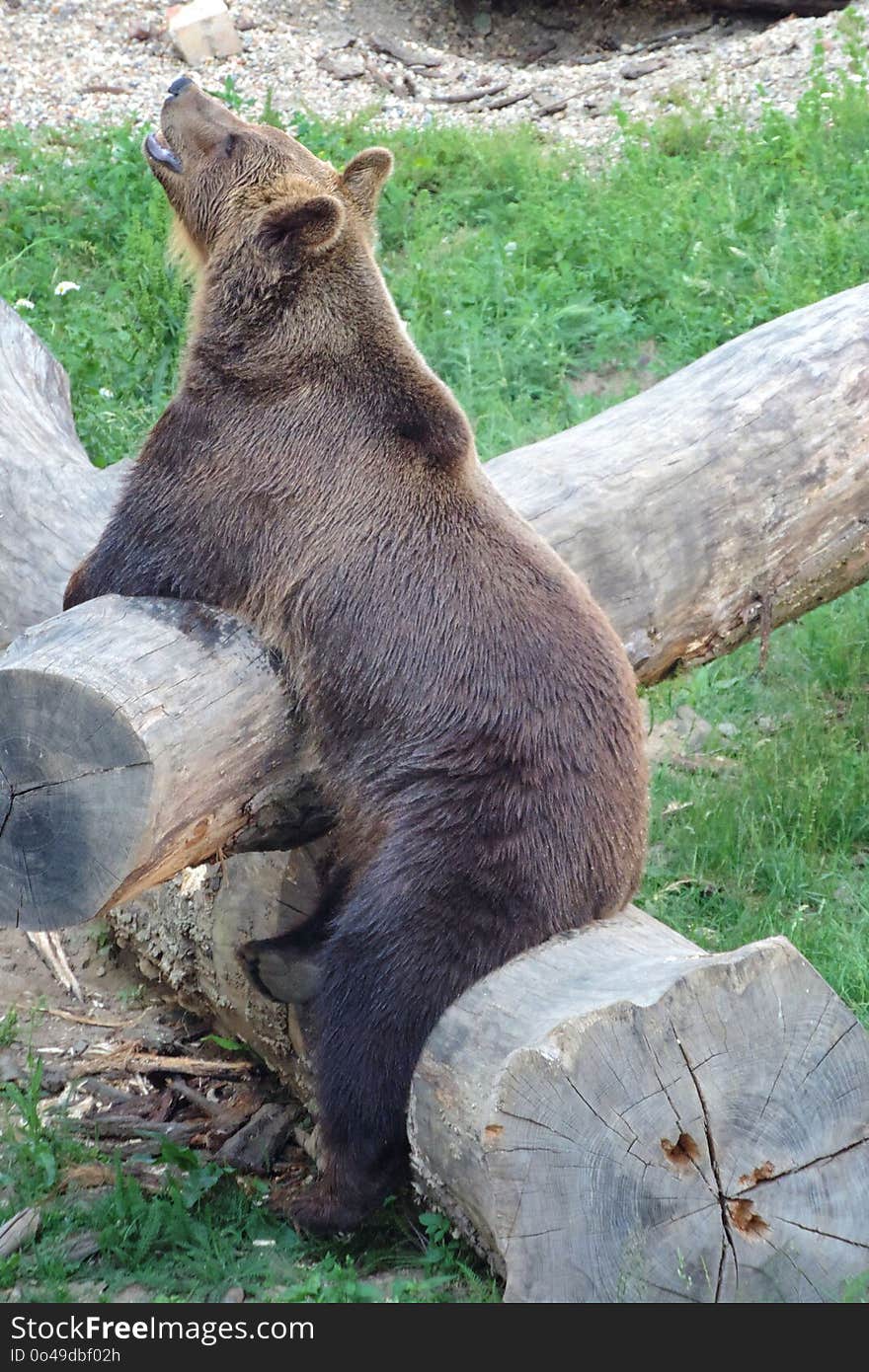 Brown Bear, Mammal, Bear, Fauna