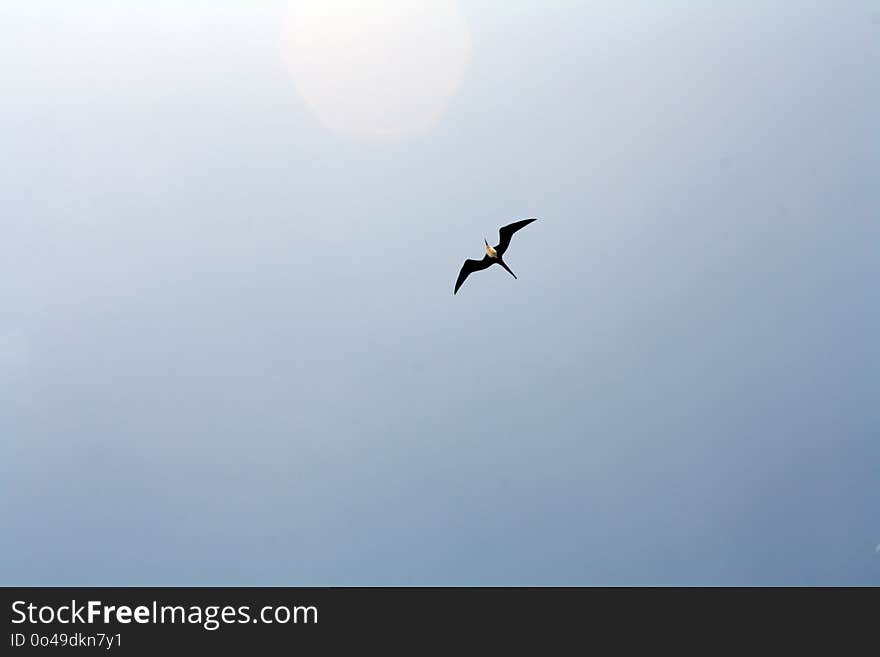 Sky, Bird, Bird Migration, Flight