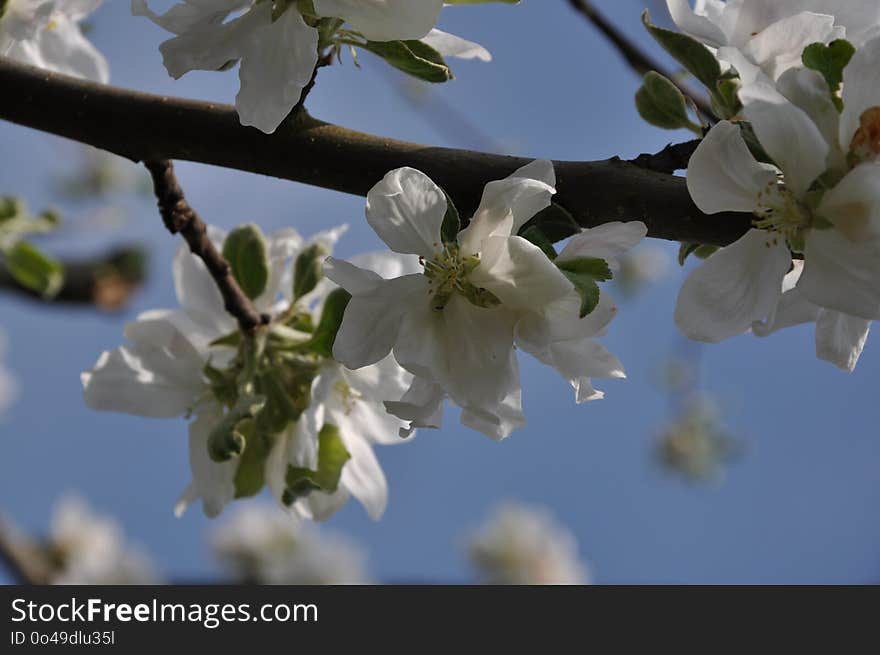 Branch, Blossom, Spring, Twig