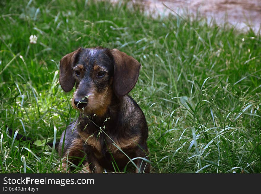 Dog Breed, Dog, Dog Like Mammal, Grass