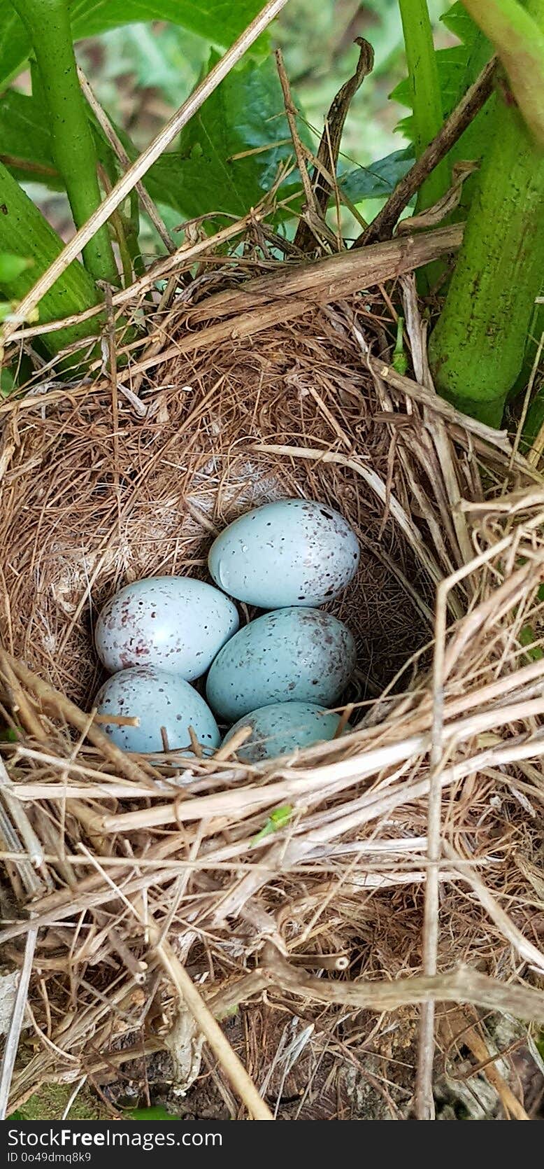 Nest, Bird Nest, Egg, Bird