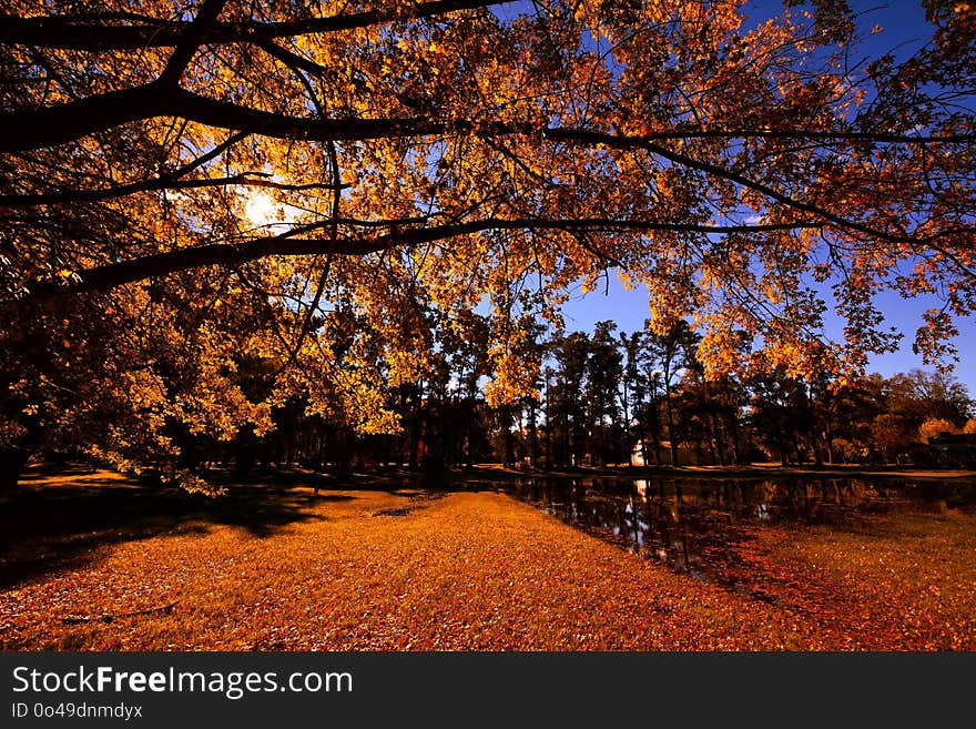 Nature, Autumn, Leaf, Sky